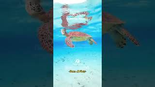 Download Lagu surah SURAH  ALWAKIAH MP3