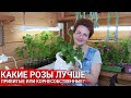 КАКИЕ РОЗЫ ЛУЧШЕ - привитые или корнесобственные?