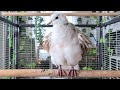 The fluffiest petdove Emilio preening his beautiful feathers! (pied ringneck dove)