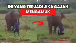 NGERI! DERETAN KASUS GAJAH MENGAMUK DARI SELURUH DUNIA