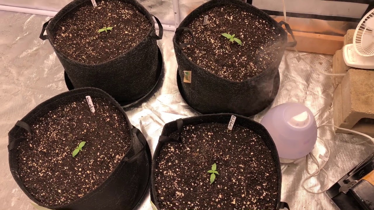 Day 7 Nextlight Mega Synergy automatic genetics