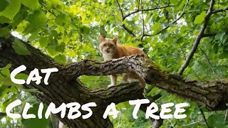 Cat Climbs a Tree by The Cat Who Knows Words 178 views 3 years ago 1 minute, 33 seconds