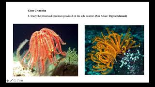 Lab #9 Echinoderms and Chordates
