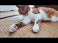 まるで真夏。暑さに耐えかねた猫さん意外な場所へ【侵入した野良仔猫】～家猫修行中～