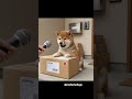 #柴犬 #宅配 #荷物 #犬のいる生活