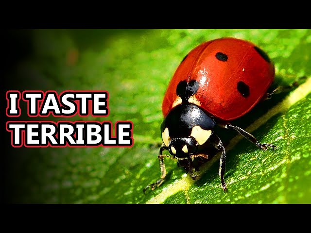 Ladybug facts: aka ladybeetle facts | Animal Fact Files class=