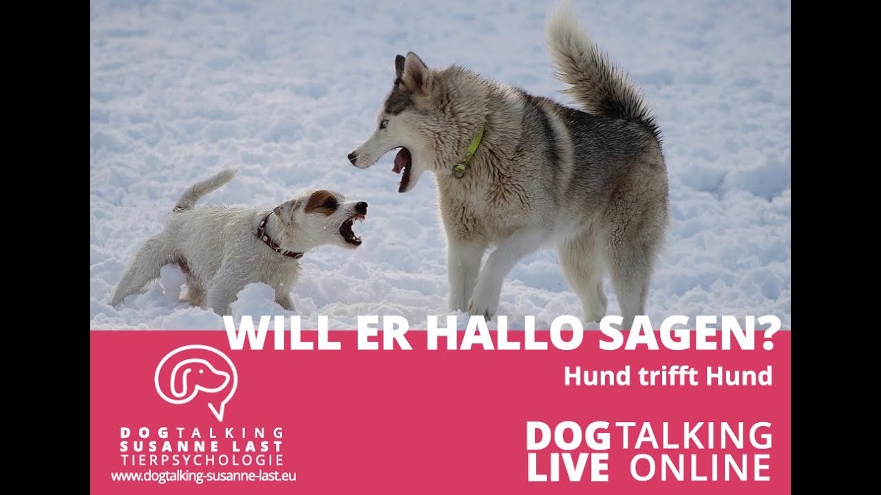 Will er hallo sagen? Hund trifft Hund