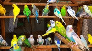 Parakeet Sounds Parakeet talking parakeet video #parrot #budgies #wildlife #viral