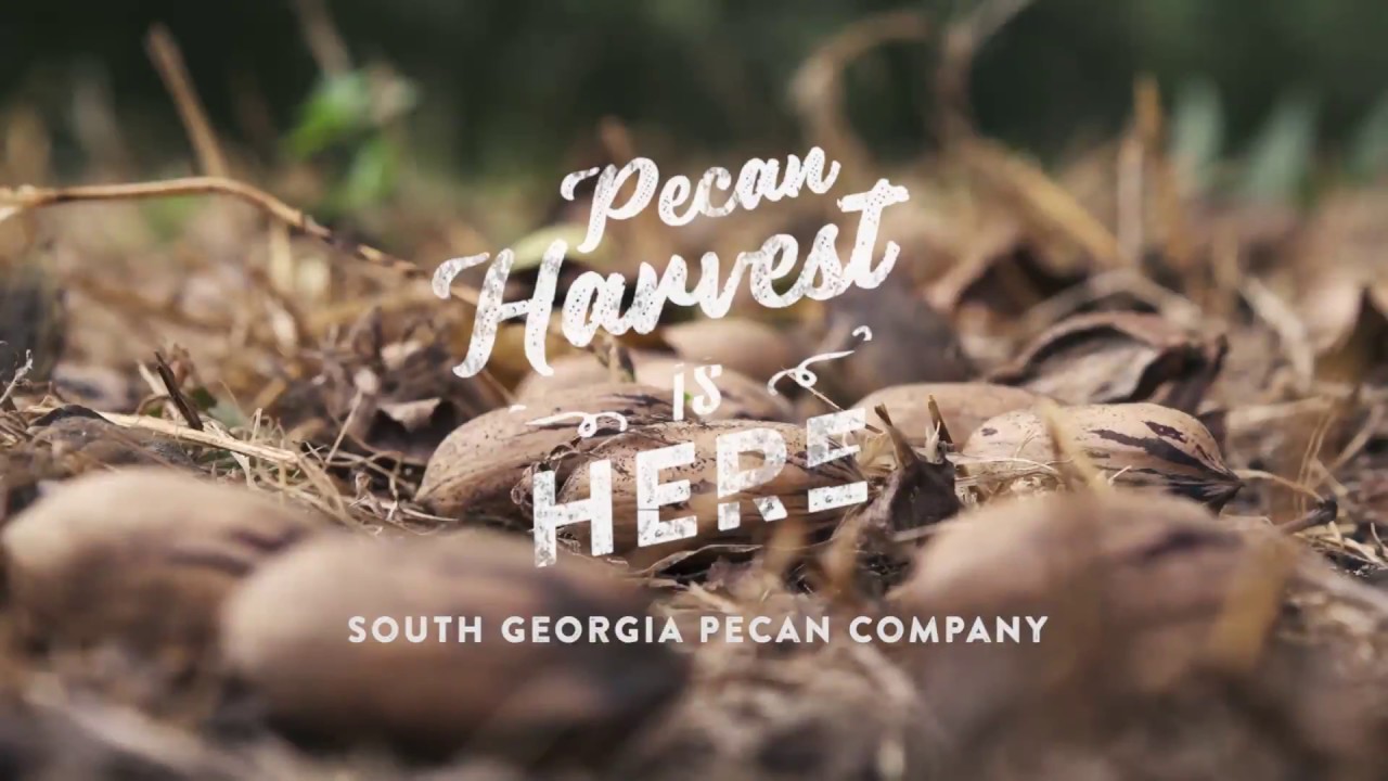South Pecan Harvest YouTube