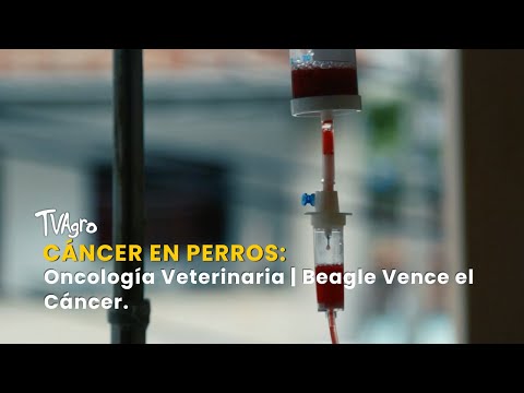 Cáncer en Perros: