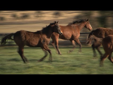 Horse Racing Industry Australia