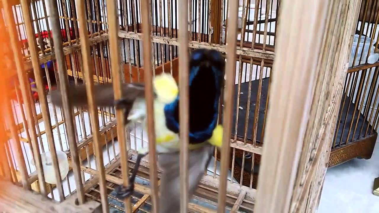 Sogok Ontong Gacor Narung By Arif Wahyudi