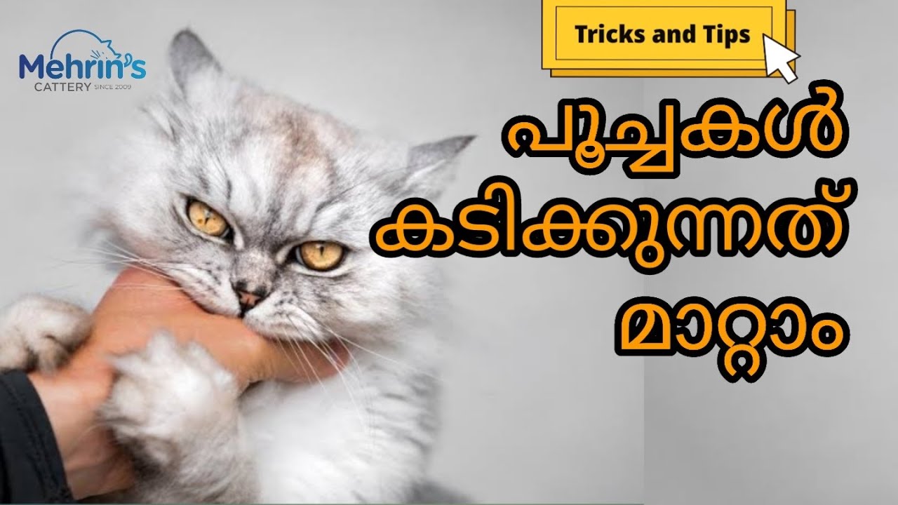 പൂച്ചകൾ എന്തുകൊണ്ടാണ് കടിക്കുന്നത് കാരണങ്ങൾ പരിഹാരങ്ങൾ | Resons Behind Cats Bite | Mehrins Cattery
