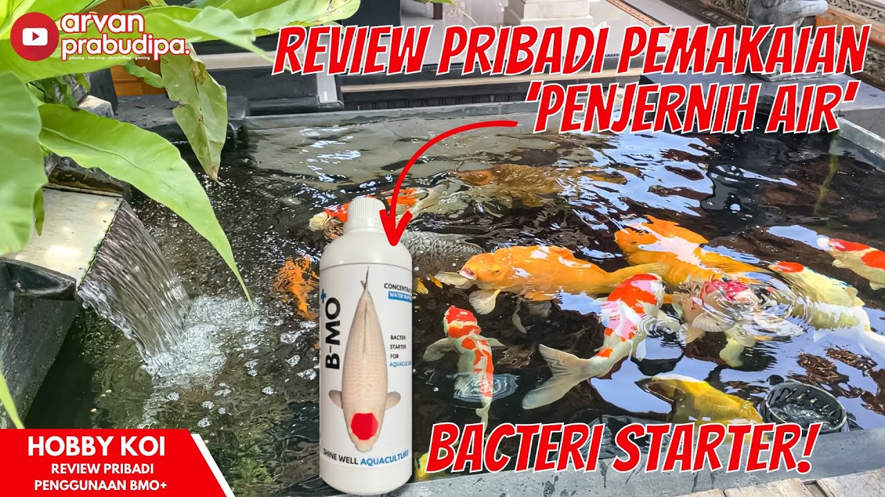 REVIEW BMO+ SI PENJERNIH AIR - MEMBUAT AIR KOLAM KOI SEHAT DAN JERNIH SAAT PUSH PAKAN