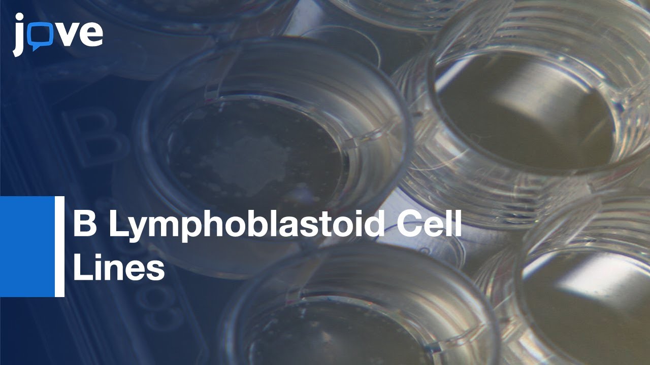 A Simple Red Blood Cell Lysis Method for the Establishment of B  Lymphoblastoid Cell Lines