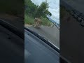 Lions randomly walking in South Africa