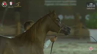N 63 E S Mawaz Fujairah International Ah Championship 2024 Fillies 2 Years Old Section A Clas
