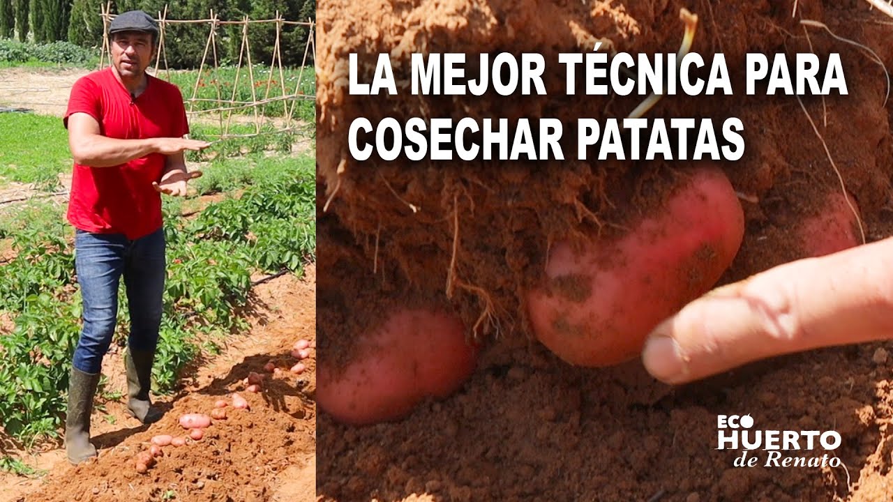 La mejor técnica para cosechar patatas.