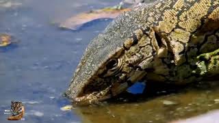 monitor lizard in Australia # animal #wildanimal # jungle life # Australia