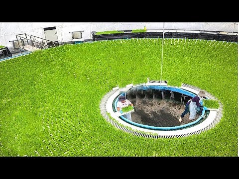 مزارعين يابانيين أذكياء لن تصدق كيف يتم زراعة و إنتاج الأرز 