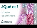 HUESO ESPONJOSO | Qué es, significado, dónde se localiza, histología y función