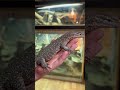 Rare Monitor Lizard 