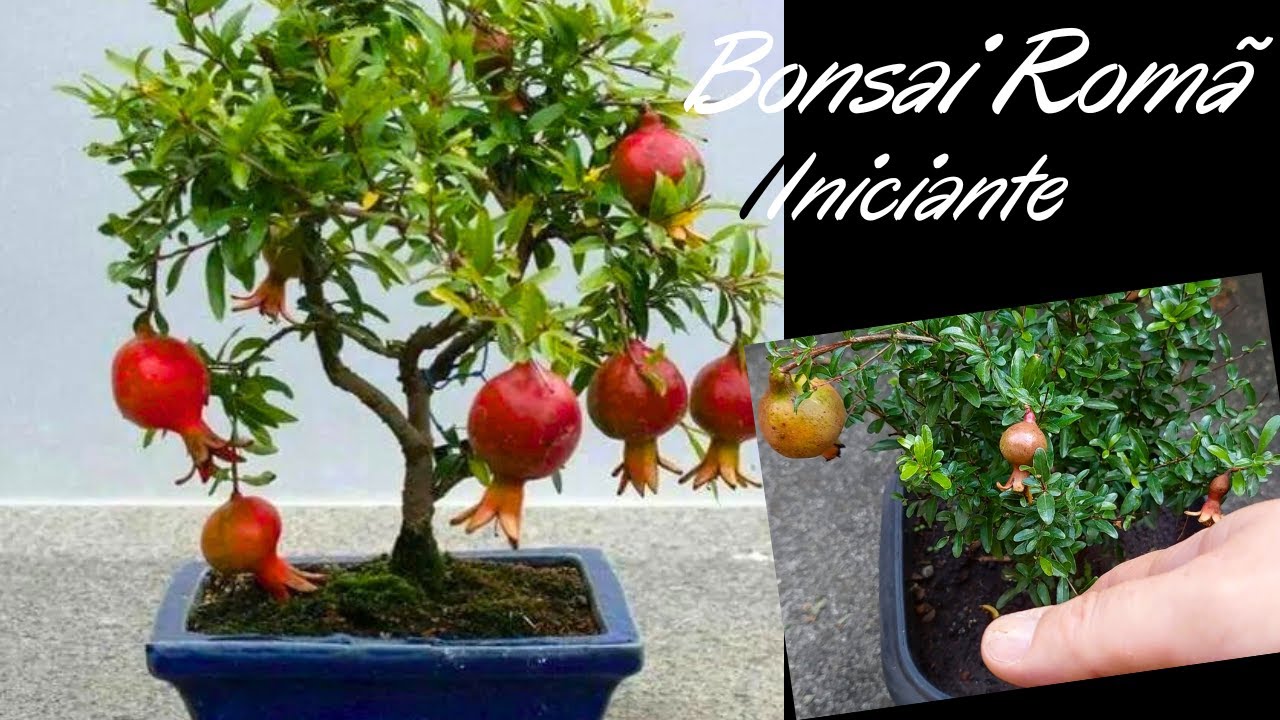 Bonsai de Rom para Iniciante