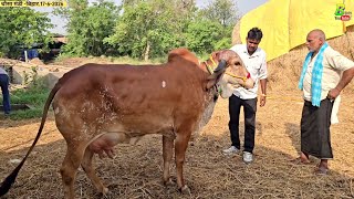 गीर गाय व साहीवाल गाय चाहिए तो बुधवार के दिन यहा जरूर आएं गाय अच्छी मिलेगी | Chausa Pashu Mandi 2026