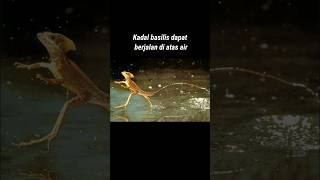 Ini dia fakta menarik yang ada di dunia #shorts #shortsvideo #faktamenarik
