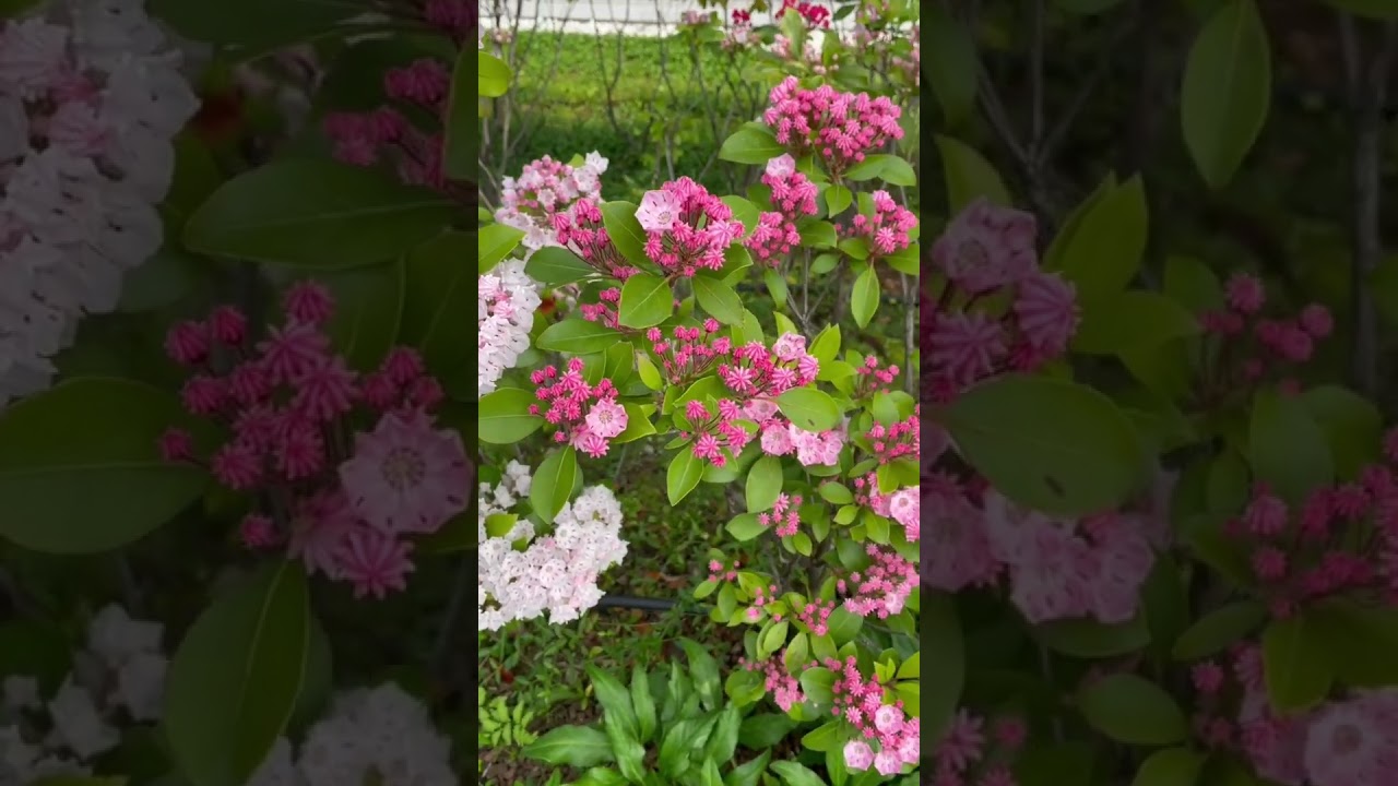 How I Observe Flowers 