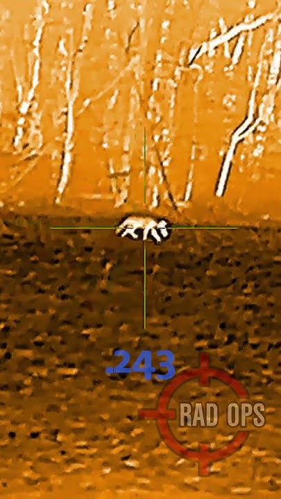 Testing Different Calibers on Coyotes #hunting #coyote #शिकार #caceria