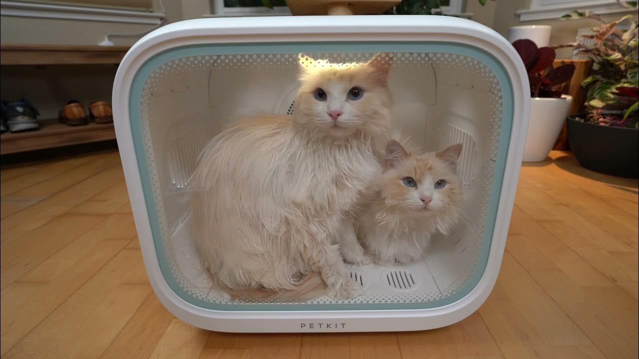 AIRSALON MAX how to dry your cat after a bath YouTube