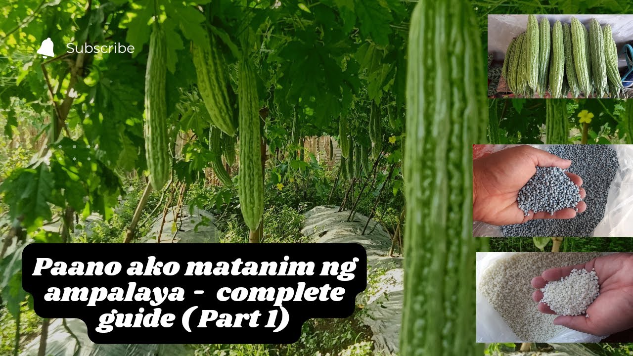 Paano ako magtanim ng Ampalaya | Complete guide sa pagtatanim ng ampalaya Part 1 #ampalaya #buhi