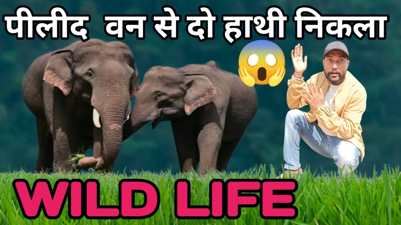 अचानक सामने आ गया दो विशाल जंगली हाथी ।। 