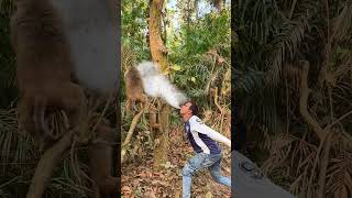 funny49🐒🥰#funny #comedy #monkey #shorts #shortsfeed