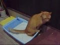 トイレの後、砂かきをせず壁かきをする猫