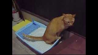 トイレの後、砂かきをせず壁かきをする猫