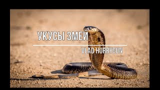 Укусы ядовитых животных - Змеи. Часть 1. Видеолекция 07.08.20.