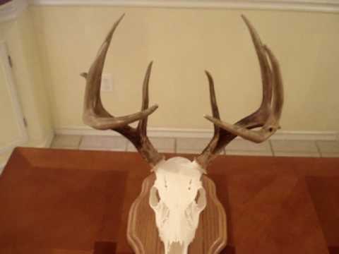 Black Buck...Maryland Hitchcock Taxidermy 10 Point...