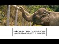 Спасение слона в Таиланде