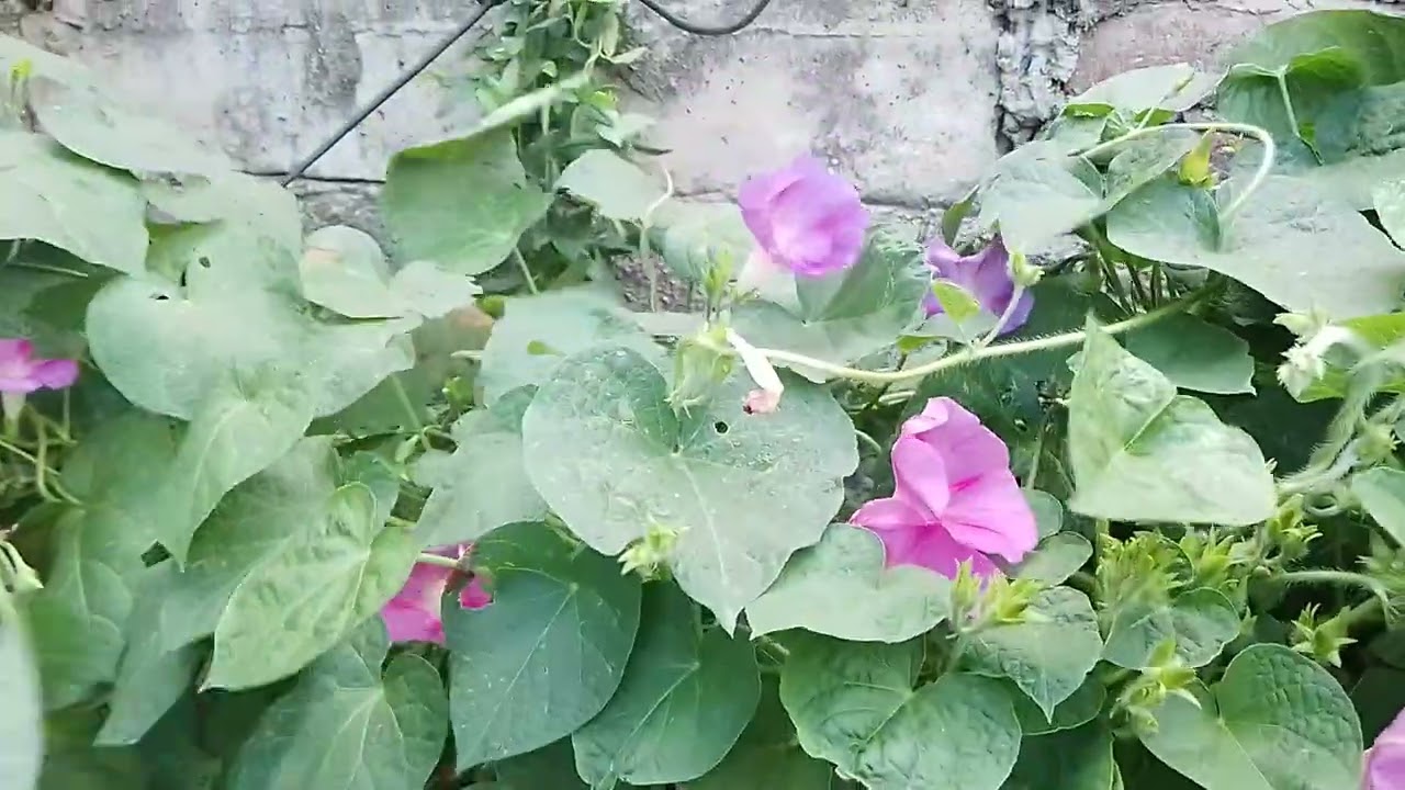 My Creepers and Climbers day by day / Day 43 - Partly Cloudy - Windy