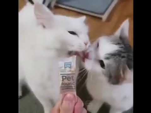 Cat tongue got bitten aaaaaaa meme 