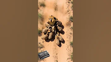 الاسد يحصل على فرصة ثانية للحياة EL Hawary Vibes 