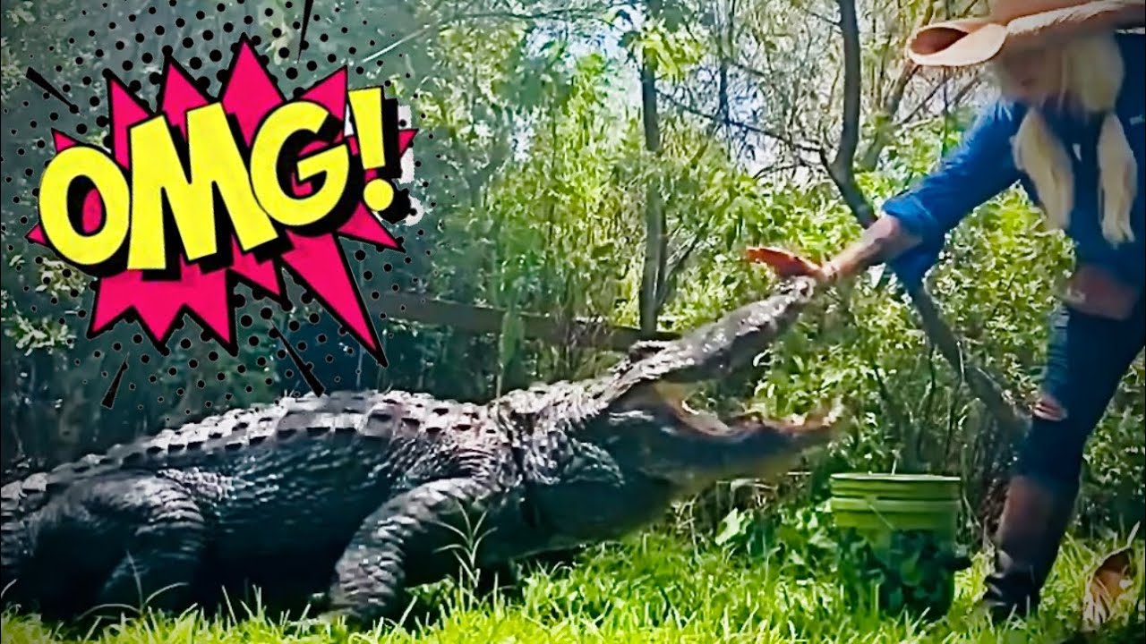 You won’t BELIEVE what’s going on with Jaws the Alligator⁉️⁉️⁉️ YouTube