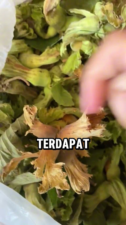 Getting to know the special Turkish hazelnuts