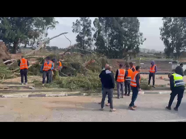 עץ קרס ופגע ברכב נוסע | צפו בתיעוד מהזירה
