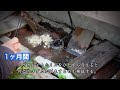 メダカにとにかくひたすらイトメを与える。
