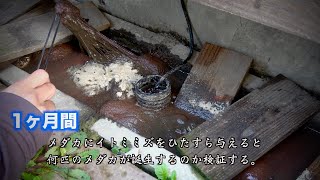 メダカにとにかくひたすらイトメを与える。