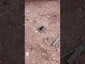 What is this bug? #question #shortsvideo #shorts #short #bug #animals #shortvideo