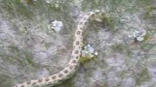 Goldspotted Eel - St Kitts